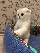 Шотландская кошка.
