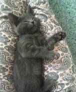 Котенок