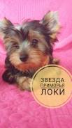 Йоркширский терьер.