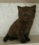 Британская кошка.
