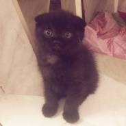 Шотландская вислоухая кошка.