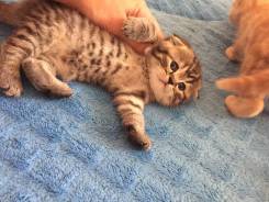Шотландская вислоухая кошка.