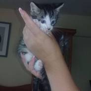 Кошки.
