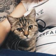 Вязка кошек.