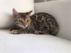 Котята бенгальские породные
