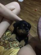 Ротвейлер.