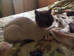 Стрижка котиков