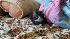 Кошки.