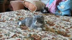 Кошки.