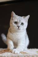 Шотландская кошка.