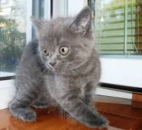 Шотландская прямоухая кошка.