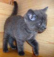 Шотландская прямоухая кошка.