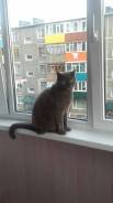 Пропал кот британец