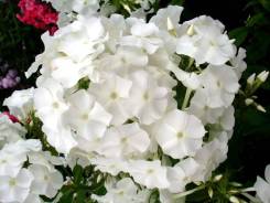 Флокс.