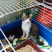 Котёнок-кот добрым людям в Дар!