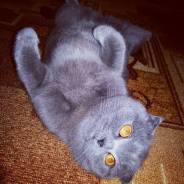 Шотландская вислоухая кошка.