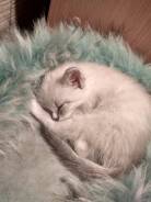 Кошки.