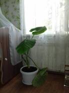 Алоказия.