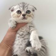 Шотландская вислоухая короткошерстная кошка.