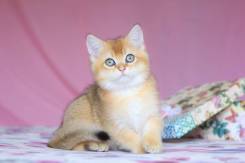 Британская кошка.