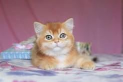 Британская кошка.