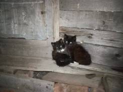 Кошки.