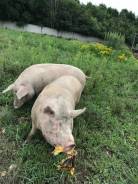 Вывезу пищевые отходы , просроченные продукты от 100 кг бесплатно. Под заказ
