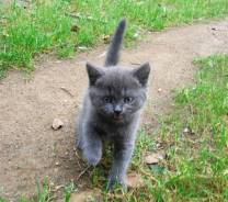Шотландская прямоухая кошка.