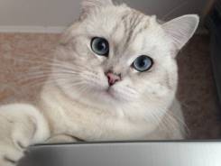 Британская кошка.