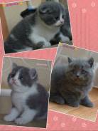 Шотландская вислоухая кошка.