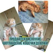 Шотландская вислоухая кошка.