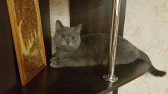 Британская кошка.