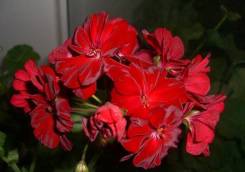 Пеларгония.