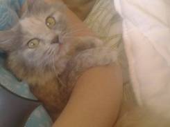 Кошки.