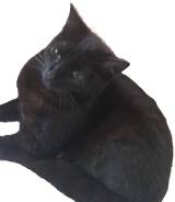 Кошки.