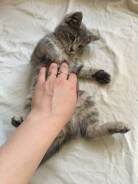 Маленькая крошка ищет дом