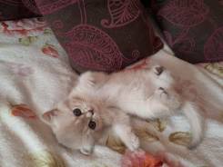 Британская кошка.