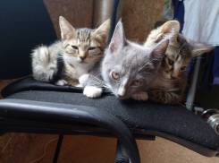Кошки.