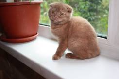 Шотландская кошка.