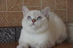 Британская кошка.