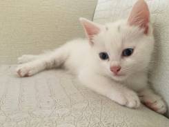 Котята ищат добрых и ласковых родителей