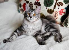 Курильский бобтейл.