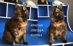 Курильский бобтейл.
