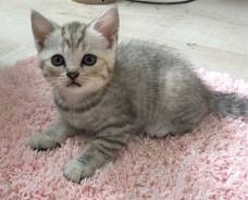 Шотландская прямоухая короткошерстная кошка.