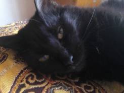 Кошки.