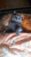 Шотландская прямоухая короткошерстная кошка.