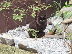 Кошки.