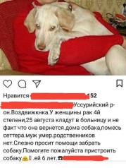 Объявление про собак отдам частные строительные объявления по отделочной работе