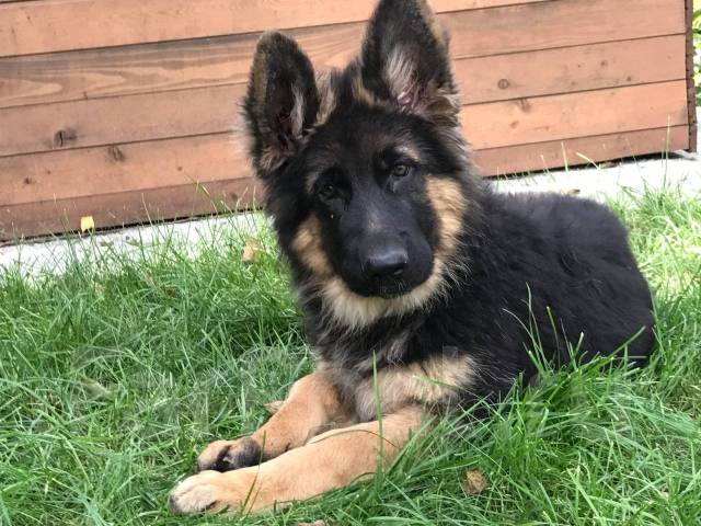 ROYAL CANIN корм для щенков German Shepherd Puppy