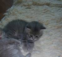 Британская кошка.
